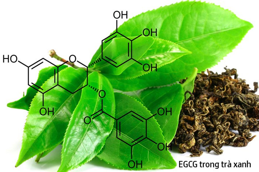 EGCG là catechin lớn nhất và dồi dào nhất trong trà xanh, có khả năng chống oxy hóa mạnh hơn bất kỳ loại trà nào.